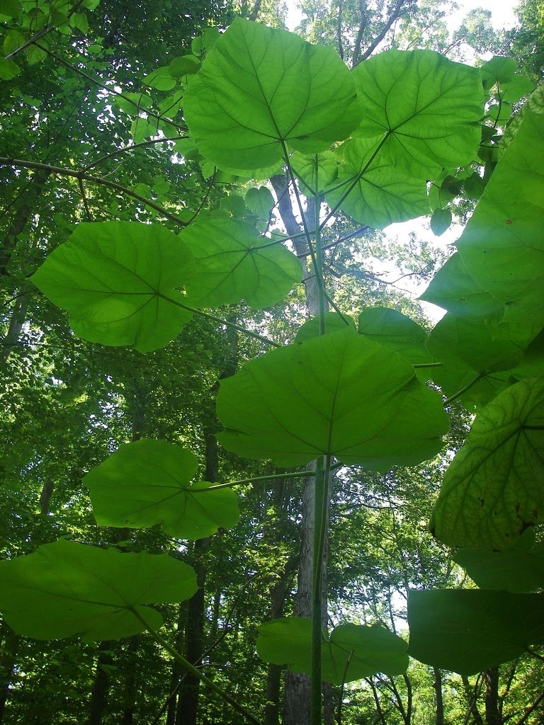 Paulownia Leaf