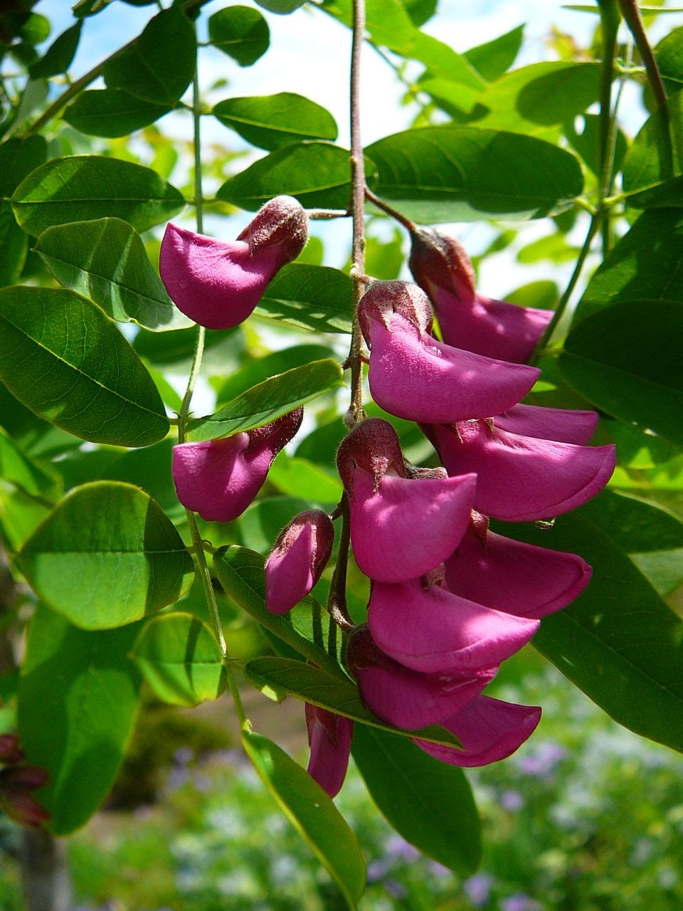 Tree Identification Robinia x ambigua 'Purple Robe' Purple Robe Locust