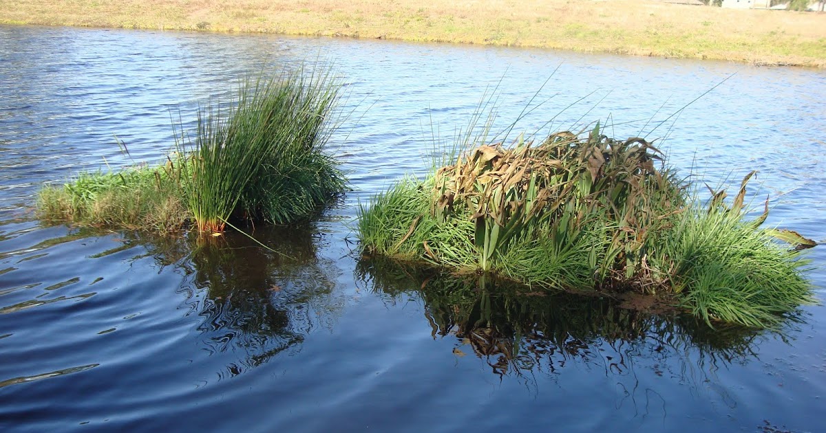 Florida Floating Wetlands Managed Aquatic Plant Systems Floating