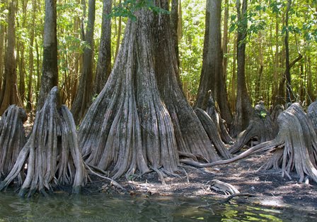 ~The Swamp~ Jones+Lake,+9-13-06+035