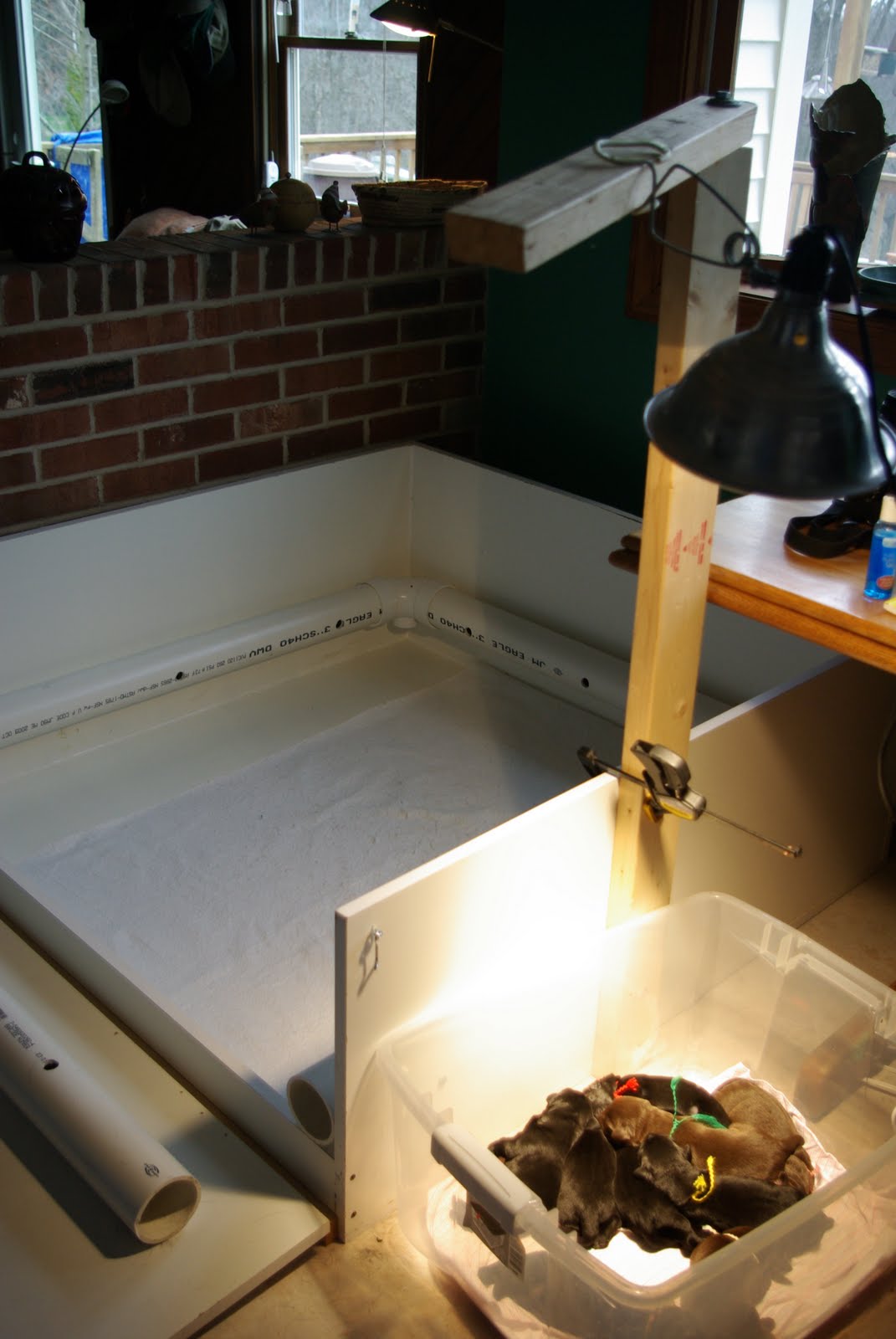 LAB TAILS The Whys of the Whelping Box Informational Post