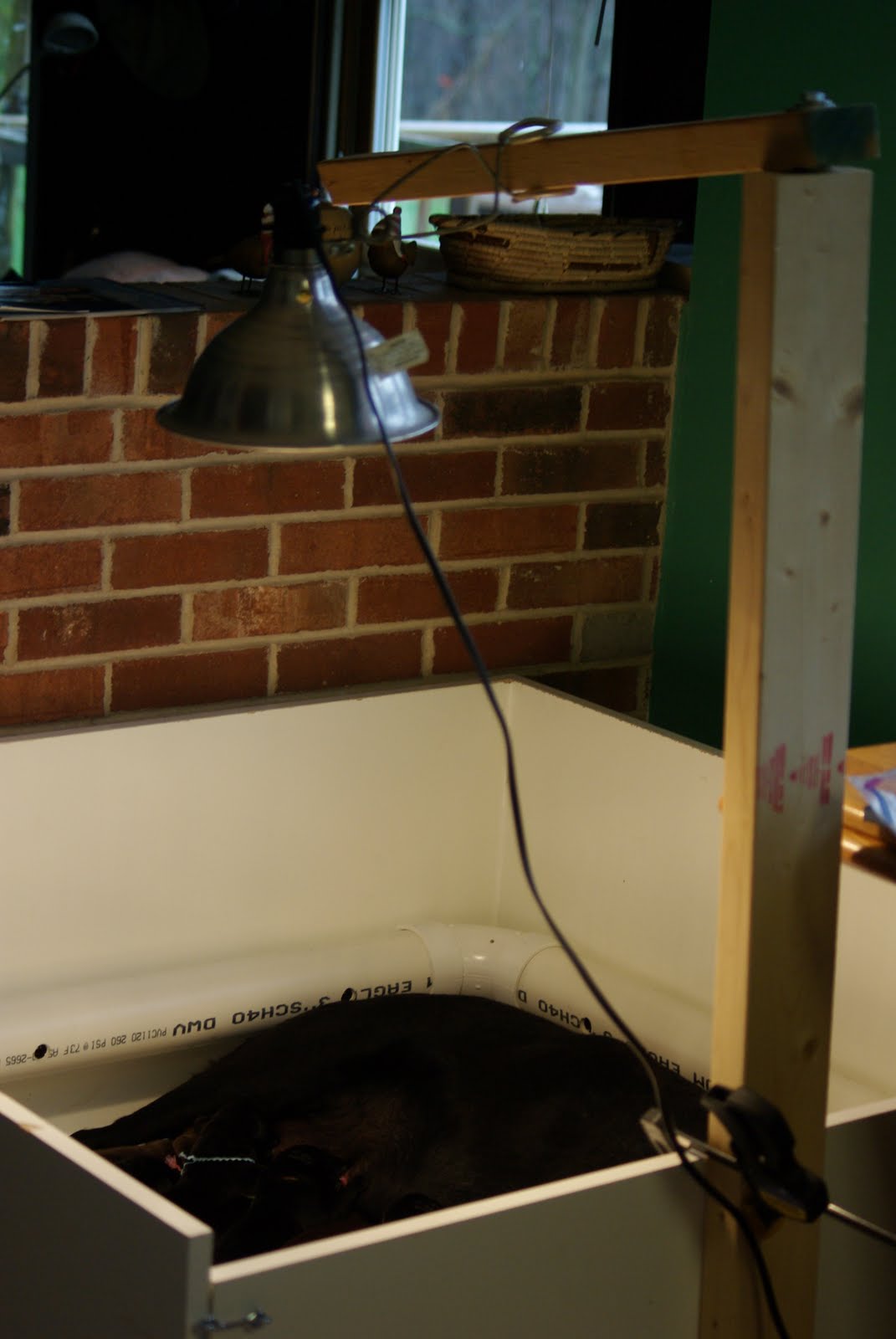 LAB TAILS The Whys of the Whelping Box Informational Post