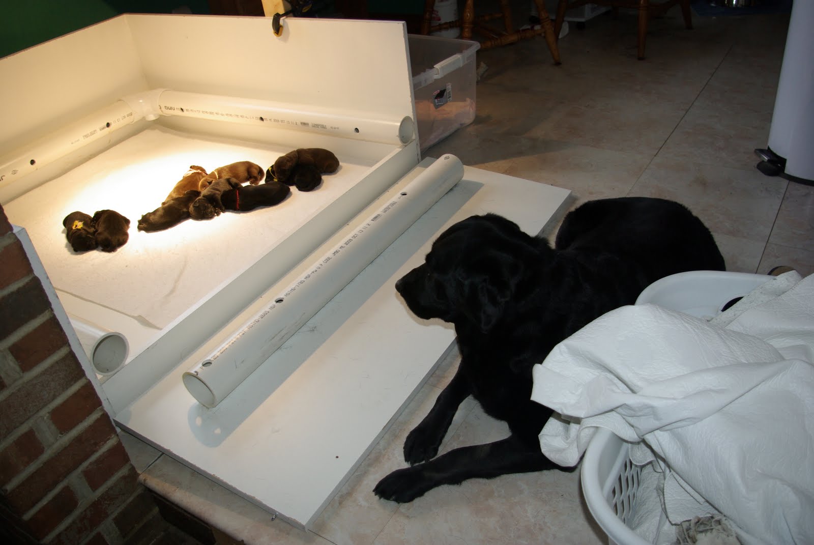 LAB TAILS The Whys of the Whelping Box Informational Post