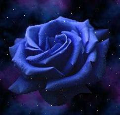 MI ROSA AZUL