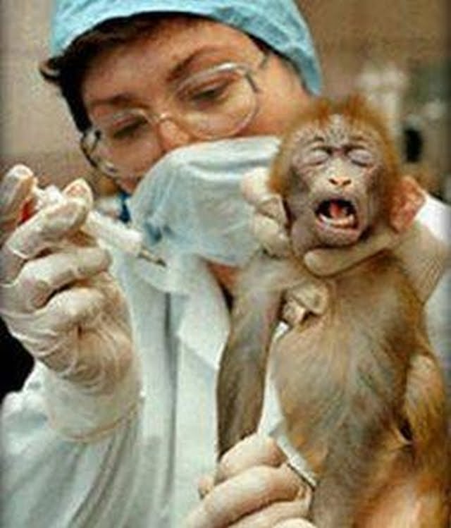 URBAN ASPIRINES: Animal Testing