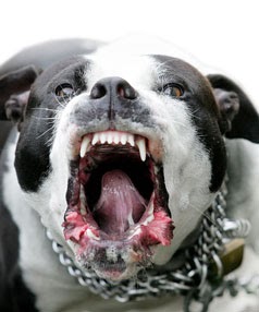 dog growling meaning dog growling meaning