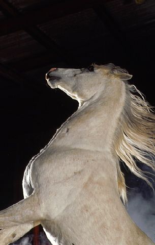 White Arabian Stallion