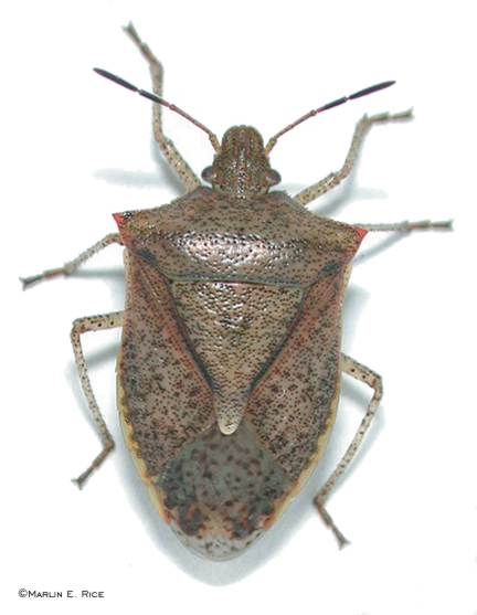 [brown_stink_bug_adult.jpg]