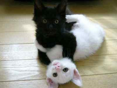 The black-white kittens.