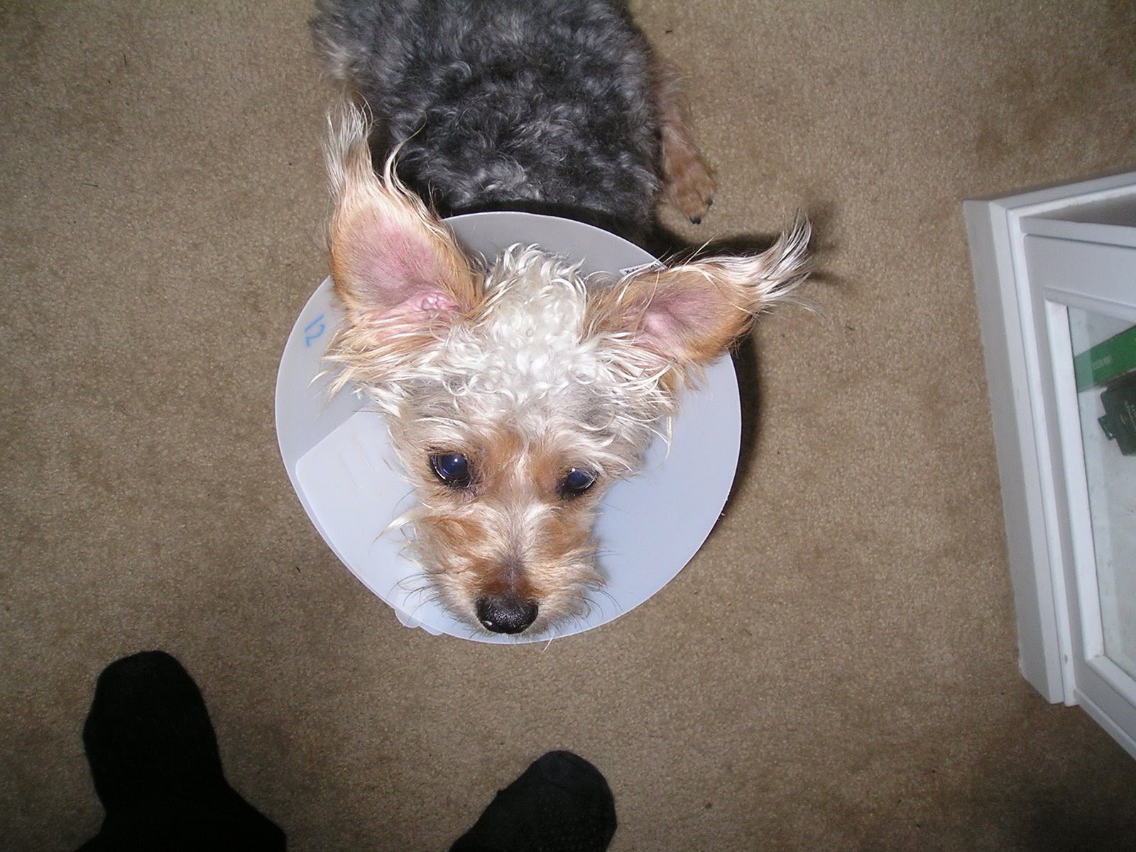 [cone+from+above.JPG]