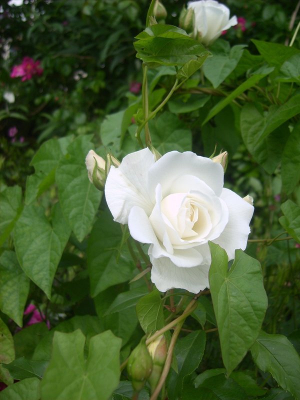 [White_Rose_by_England_Expects.jpg]