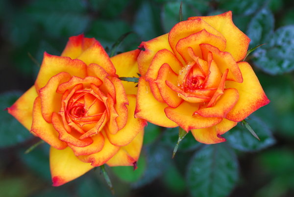 [Alexandras_Roses_by_jambajmonster.jpg]