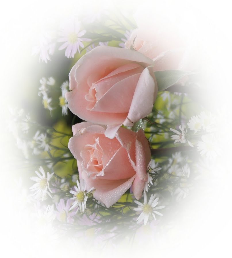 [rosas_rosadas-dsc02739.jpg]