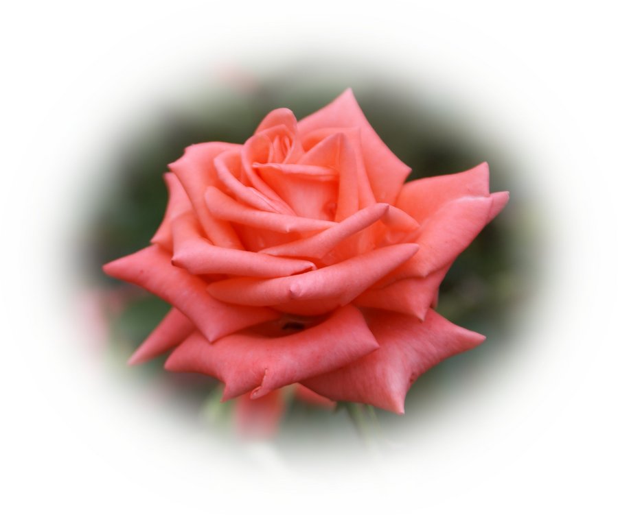 [rosa_rosada-dsc03166.jpg]