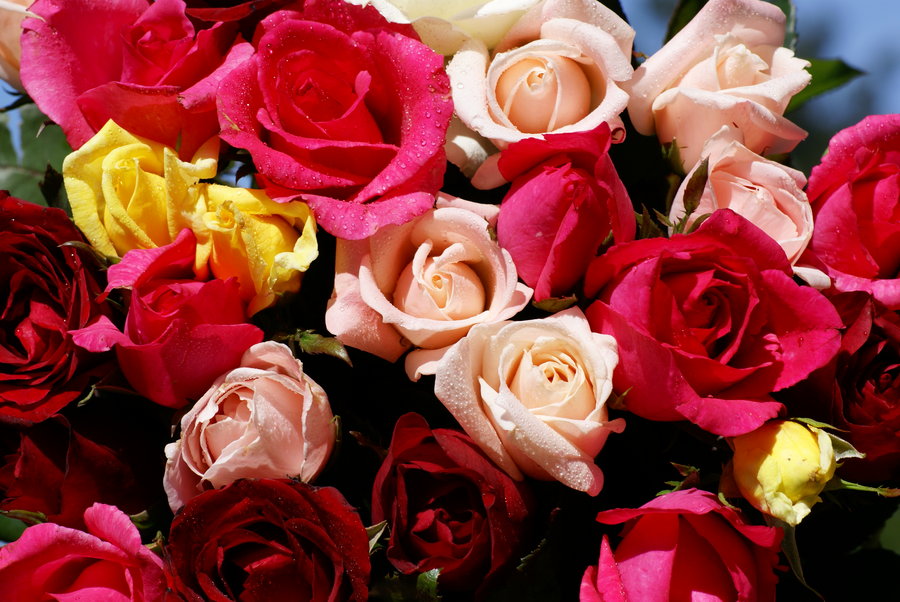 [rosas-dsc01285.jpg]