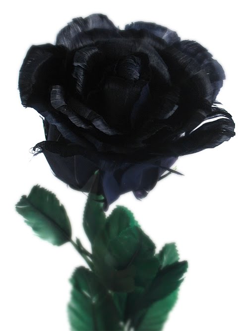 Amazing World Black Roses are not found in nature