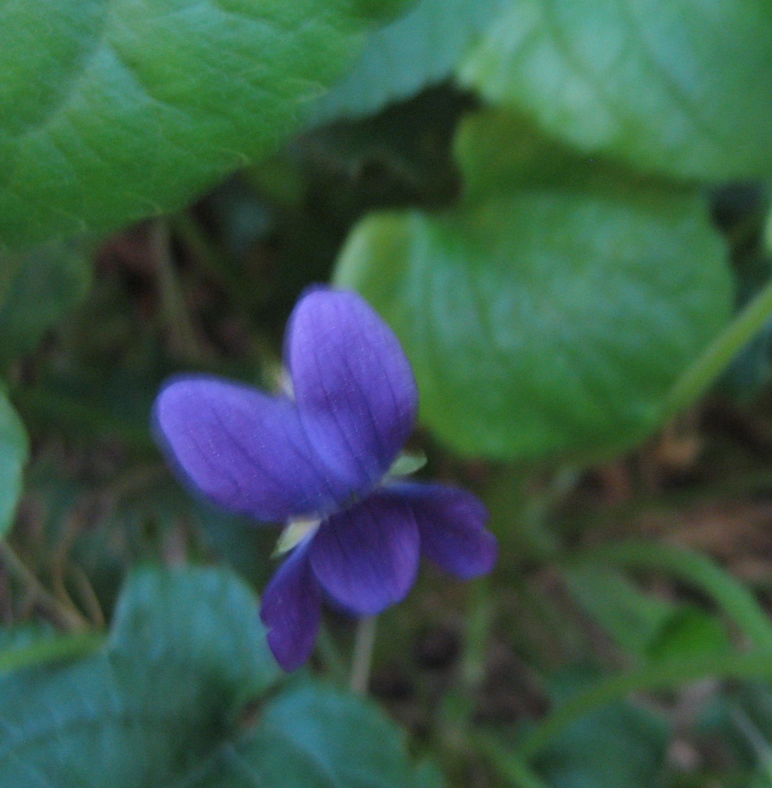 [Violet.JPG]