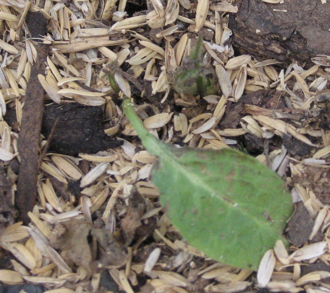 [Comfrey.JPG]