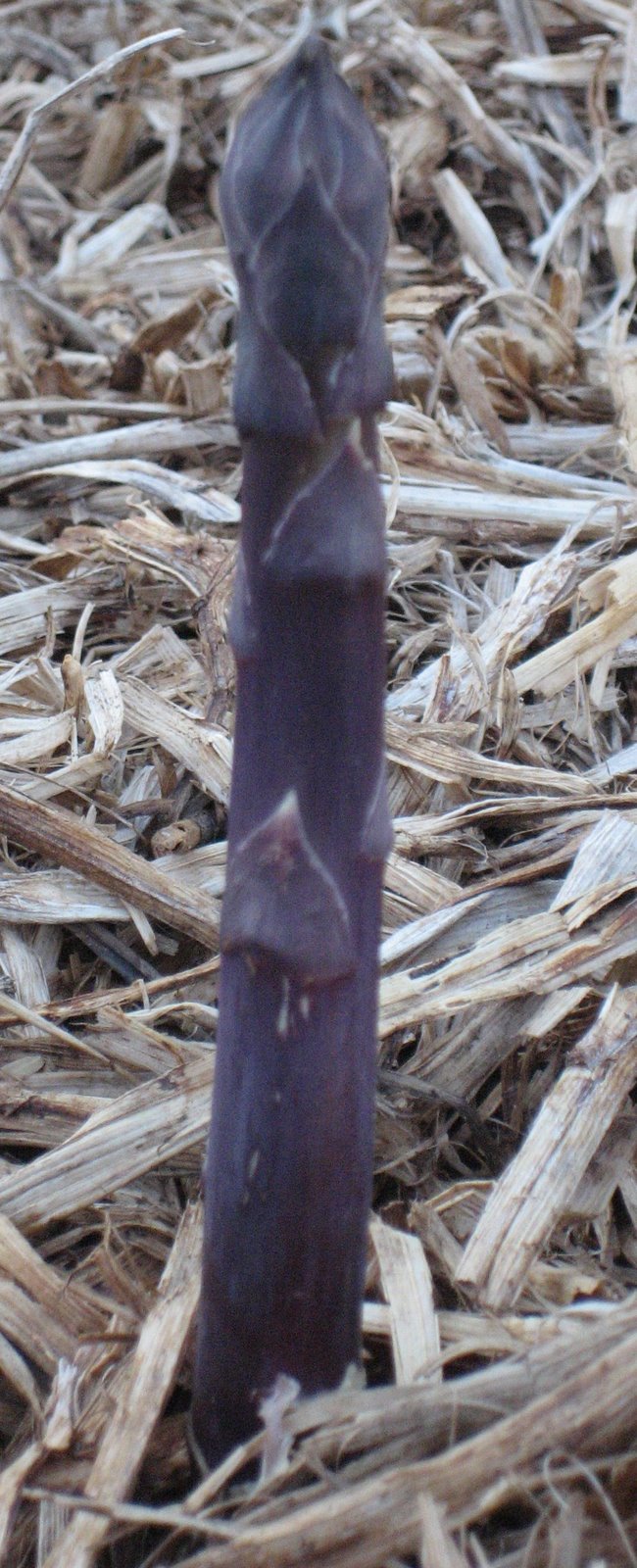 [First+Asparagus.JPG]