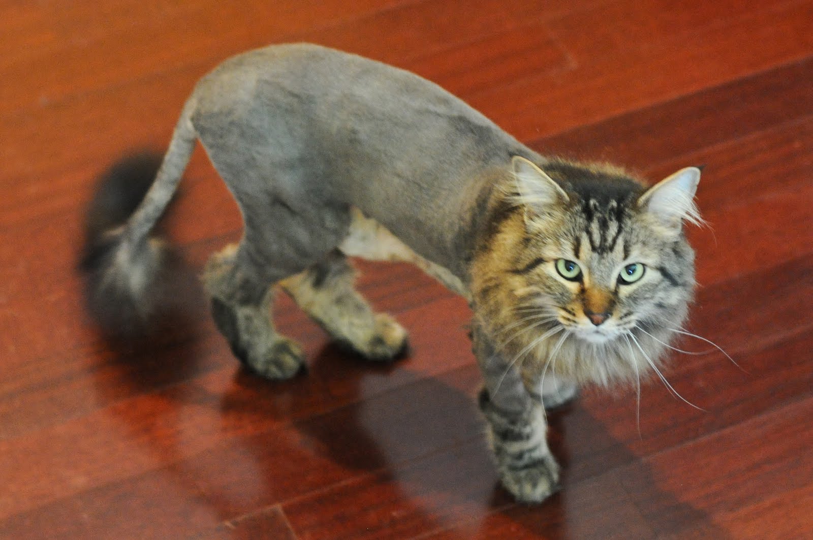 The Doeschers Little Game Hunting