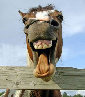 graciosas-caballo-risa.jpg
