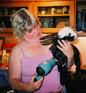 Chicken Sheila Hair drier