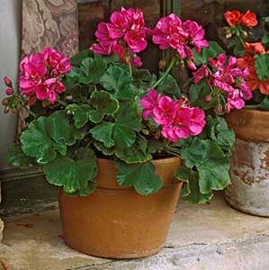 popular potted plants