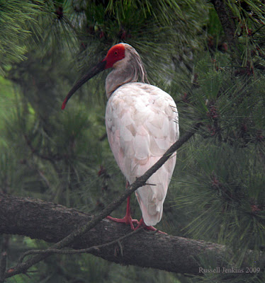 Toki Bird