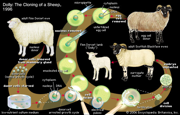 sheep and bakra cloning