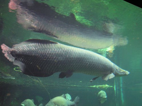 Biggest Arapaima Fish