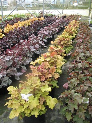 [Large+Heuchera]