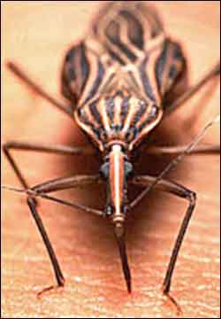 [34097_kissing_bug.jpg]