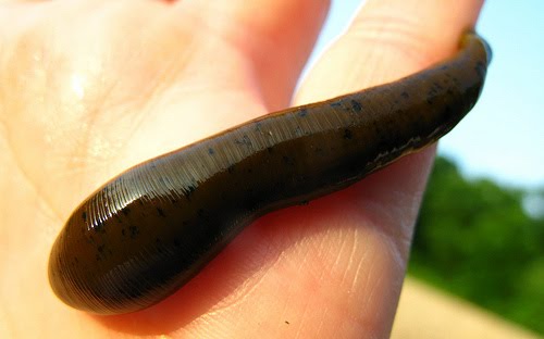 [leech.jpg]