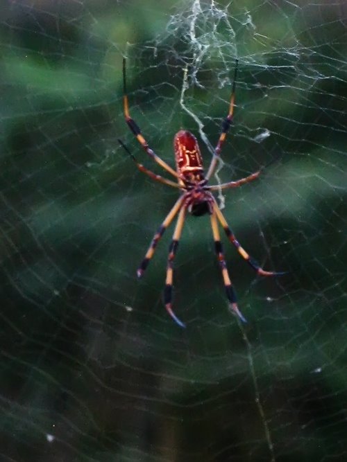 [spider.jpg]