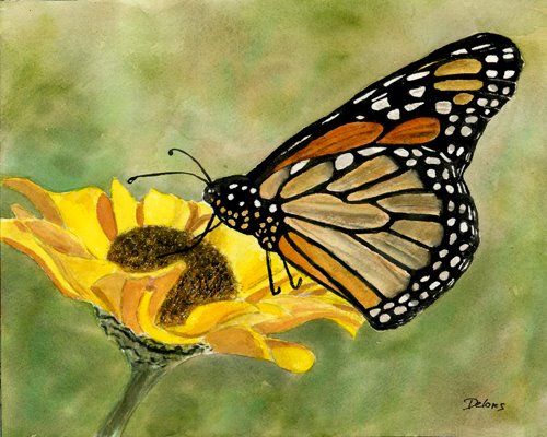 [Butterfly+on+yellow+flower.jpg]