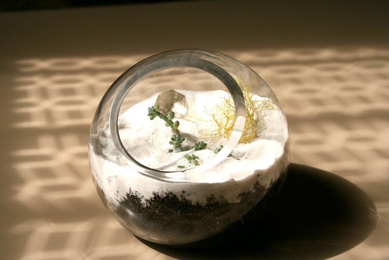 The Fern and Mossery Diamond in the Rough White Sand Terrariums at