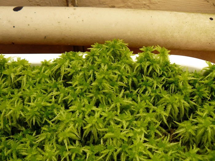 The Fern and Mossery Q and A Reviving sphagnum moss