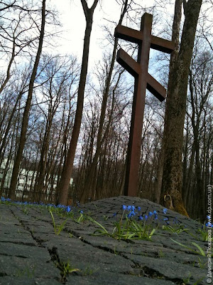 Пролески на польском кладбище