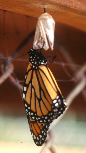 [coaching_transformation.jpg]