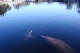 Sweet Manatees