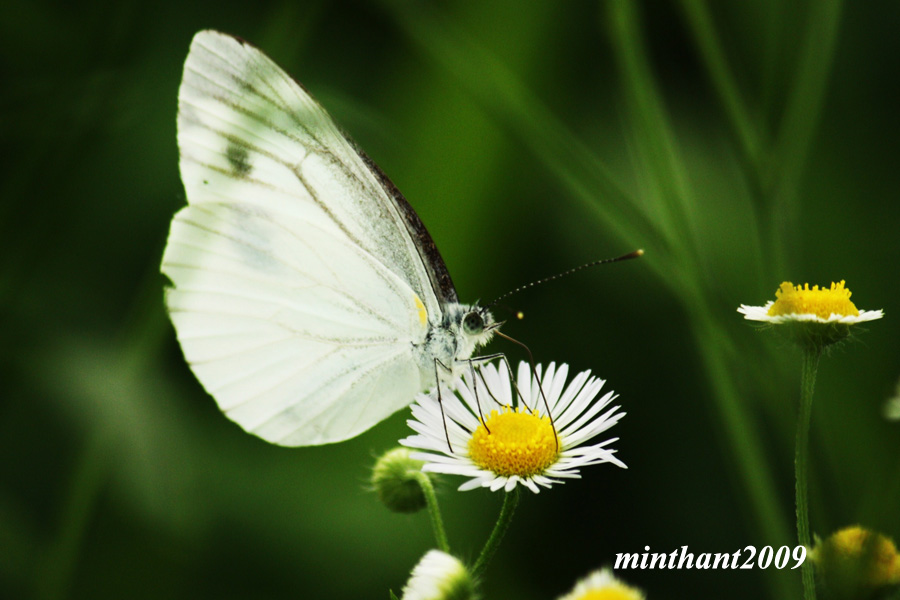 [butterfly1.jpg]