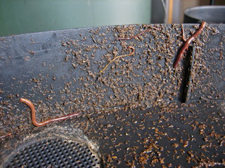 Homesteading in a Condo: A Bunny Poop Circle of Life Photo Essay