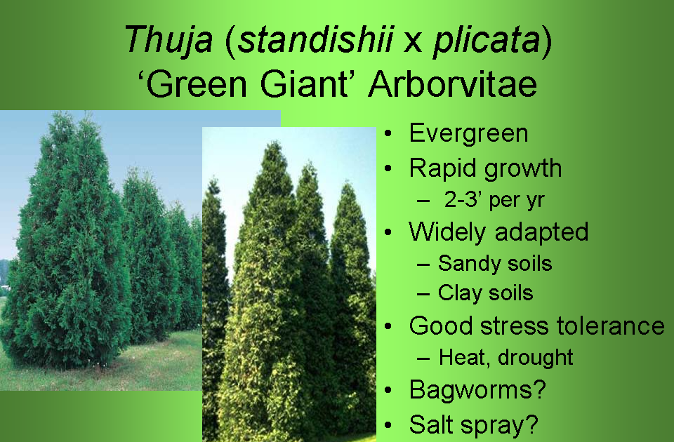 Green Giant Arborvitae is a good choice for a screen, border ... 