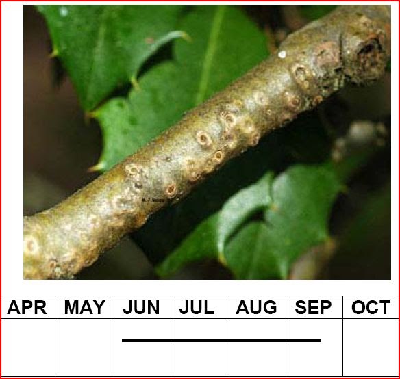 University of Delaware Cooperative Extension, Kent Co., Commercial