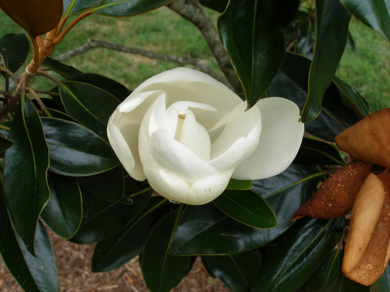[Magnolia+Bloom+June+14.jpg]