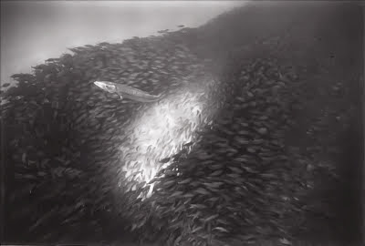 Shoal Of Fishes