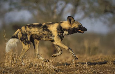 Cape Hunting Dog