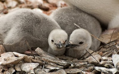 Gentoo_Penguins_Elephant_Island_22