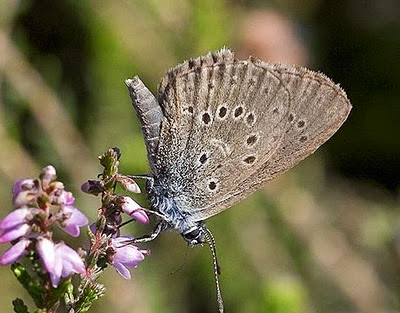 Dutch_Alcon_Blue_Butterfly Dutch_Alcon_Blue_Butterfly