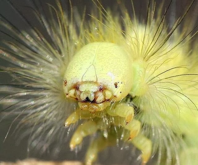[Insects_With_Alien_Faces_2.jpg]